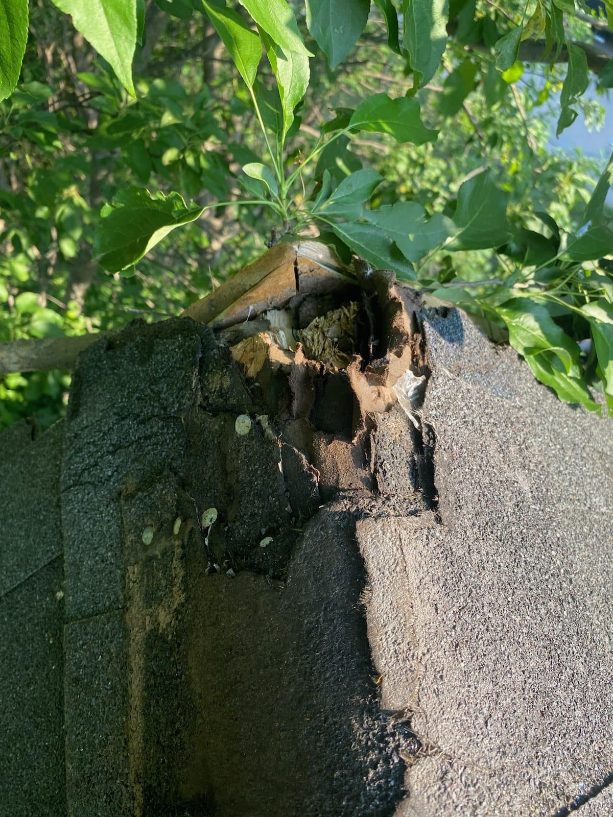 Severe rot and damage exposed at the fascia and roof deck corner